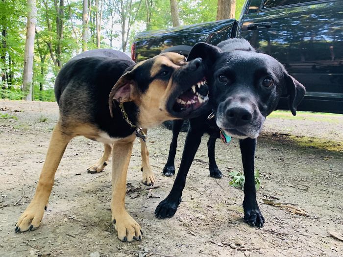 Little Brothers Can Be So Annoying. I Promise They Love Each Other