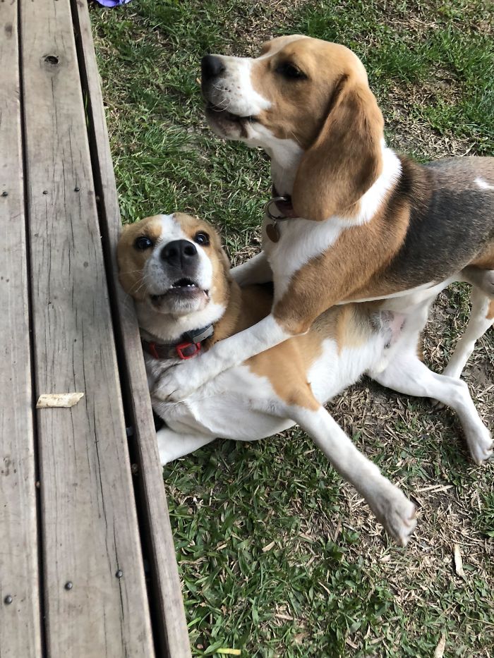 Archie’s Little Sister Is A Bully