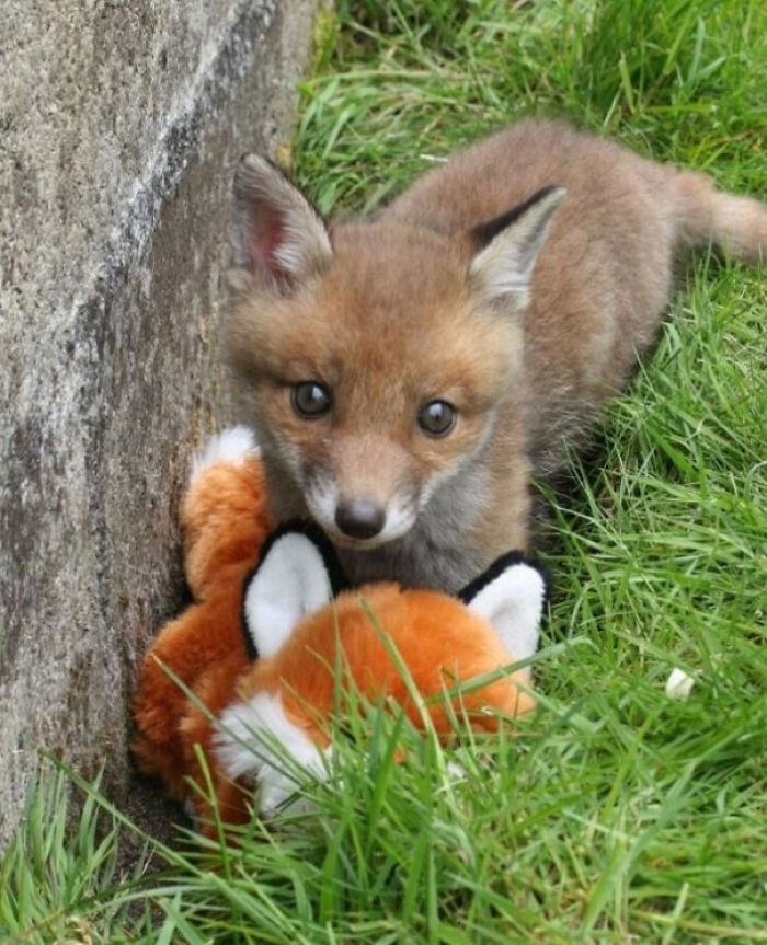 Smol Fox