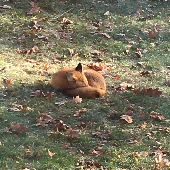 Saw This Cute Sight In My Backyard This Morning