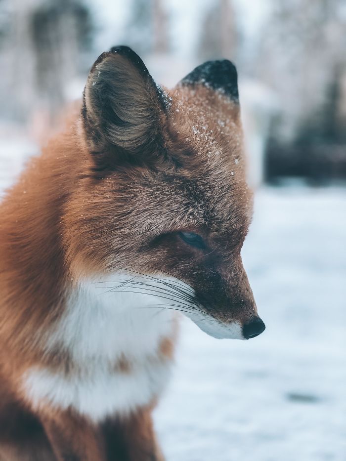 Just A Little Backyard Fox Quality Time