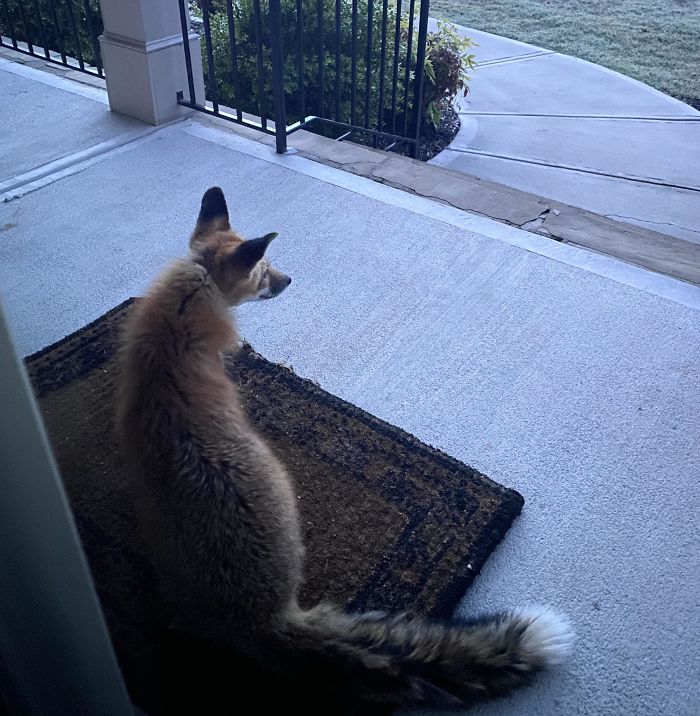 Wild Fox That Showed Up At My Door At 6:30 Am