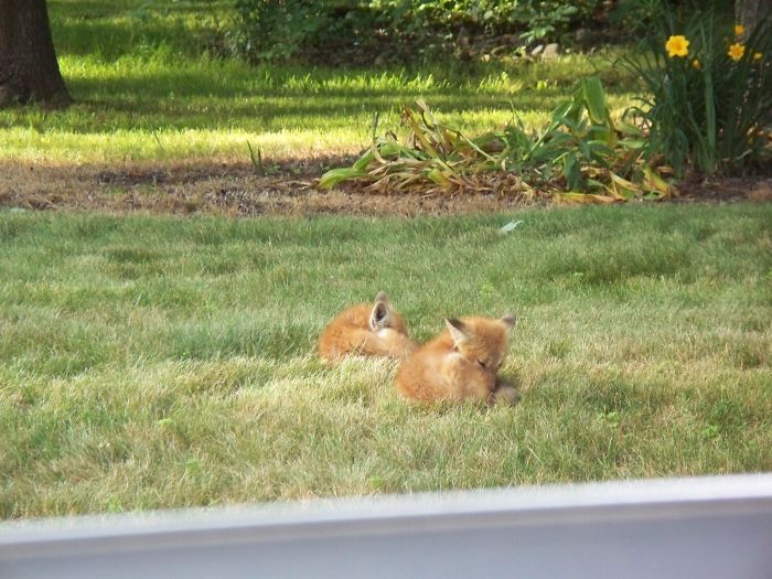 Red Fox Kits Sleeping In The Front Yard Of A Neighbor's House
