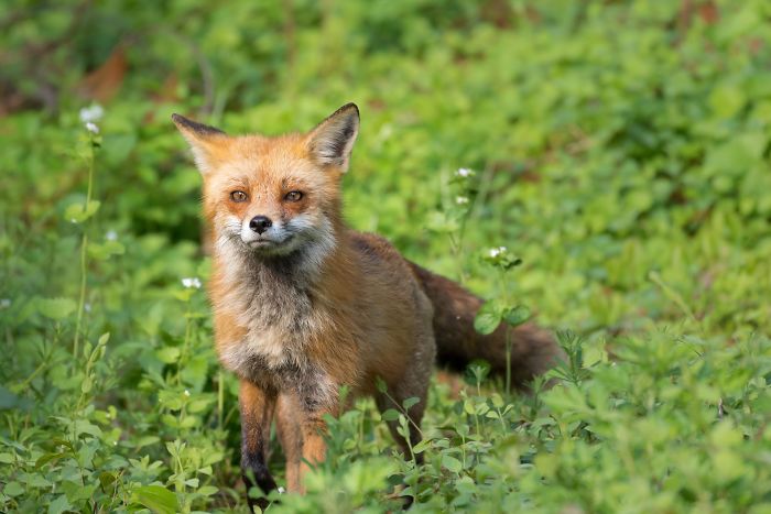 A Member Of A Vixen Fox Family Living In My Backyard