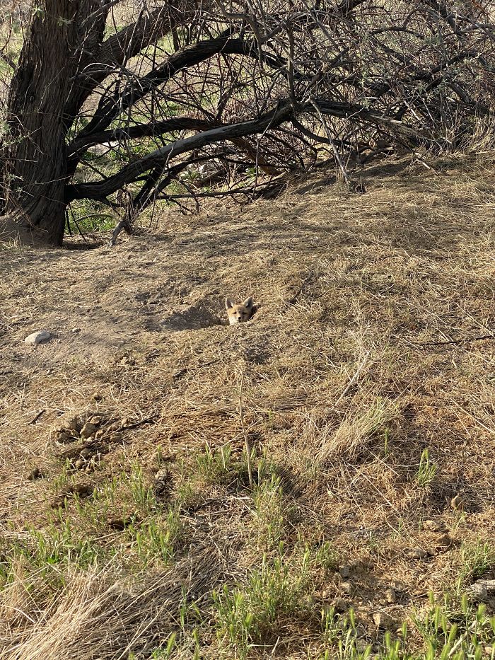 Saw A Lil Guy Pop His Head Out Of His Den On My Walk Today