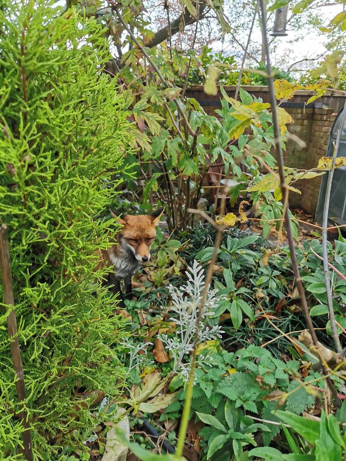 This Young Fox Was Wandering Around My Garden Hiding In Bushes