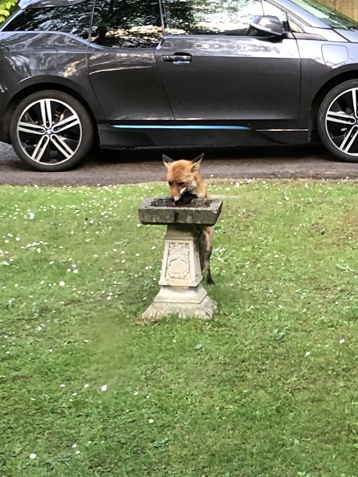 Does Anyone Know What Kind Of Bird This Is??