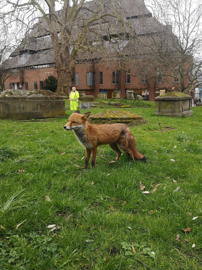 A Brave Fox On My Walk To Work