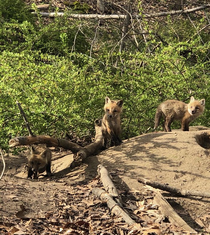 This Little Family Resides In My Backyard