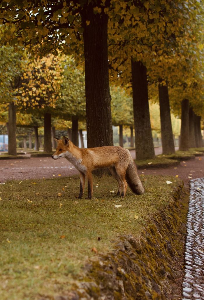 I Met This Wonderful Fox At Petergof Palace In St. Petersburg Russia