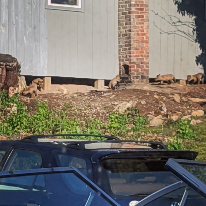 There's A Family With 7 Babies Living Under The Wood Shop Next Door. They Are So Fun To Watch From My Window While I Drink My Coffee