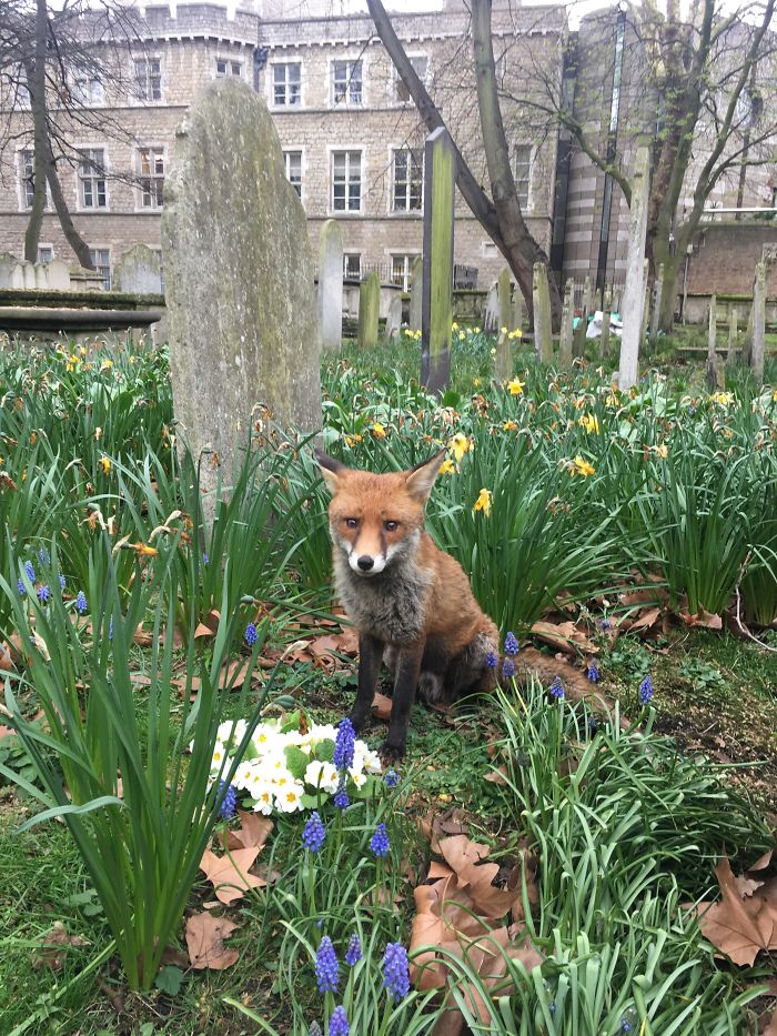 Fox In Bunhill Row Graveyard, City Of London