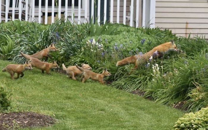 Banner Year For Red Foxes (Herndon, VA)