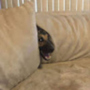 willyumwickerson avatar