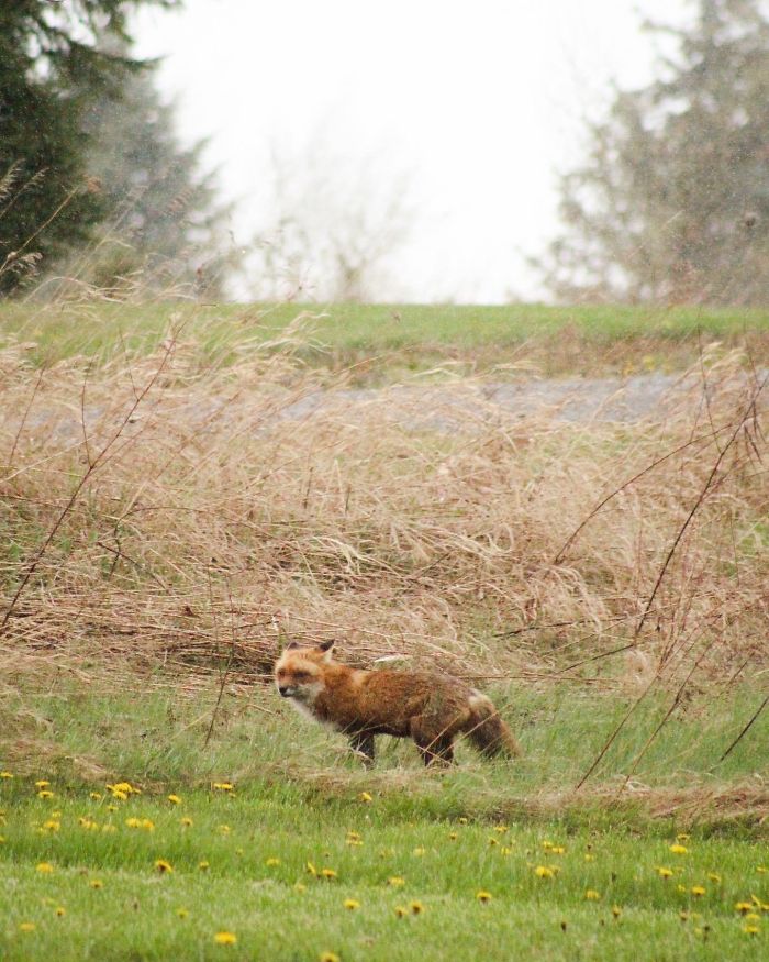 Gorgeous Fox Hunting In The Rain In My Yard Yesterday
