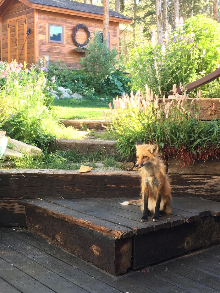 I Heard We Were Doing Foxes On Decks