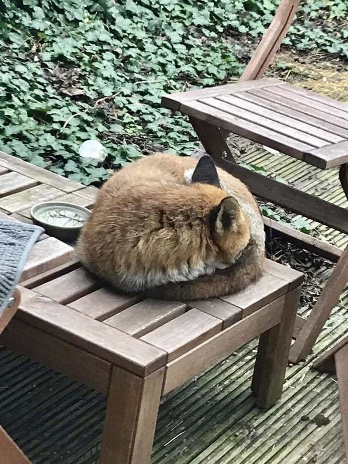 This Is Wolfgang, The Fox Who Likes To Sleep On Our Back Deck