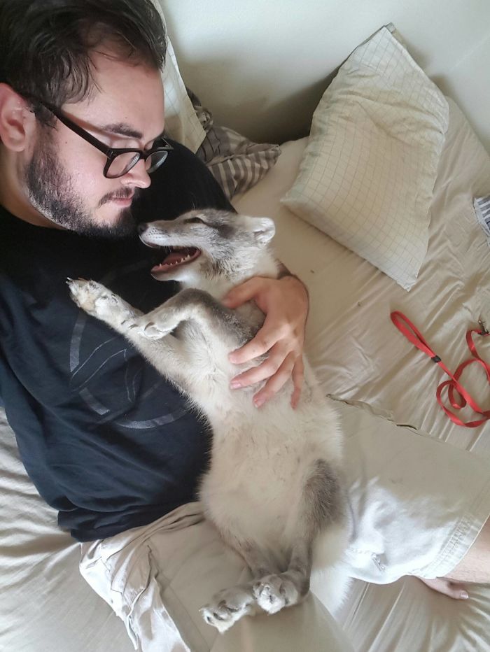 Since You Guys Like Seem To Like Foxes, Here Is My Arctic Fox Aurora