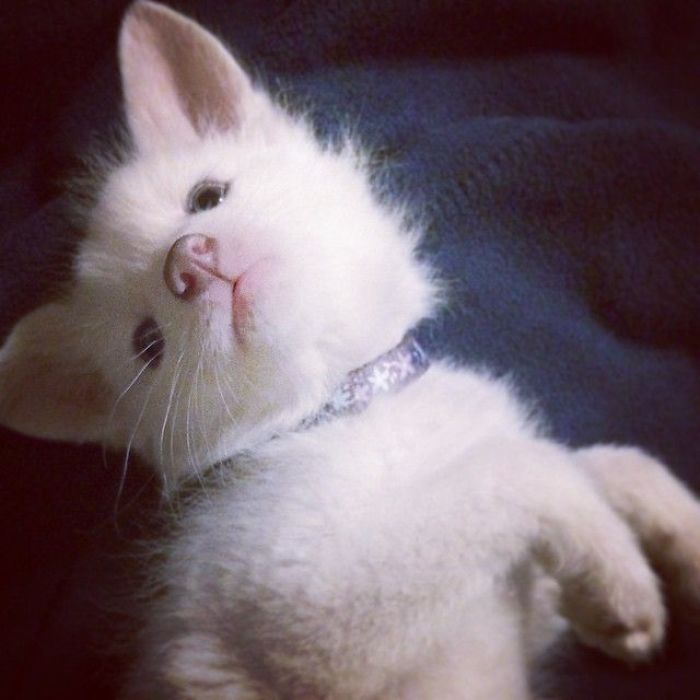 The Cutest Thing Ever (Albino Fox)