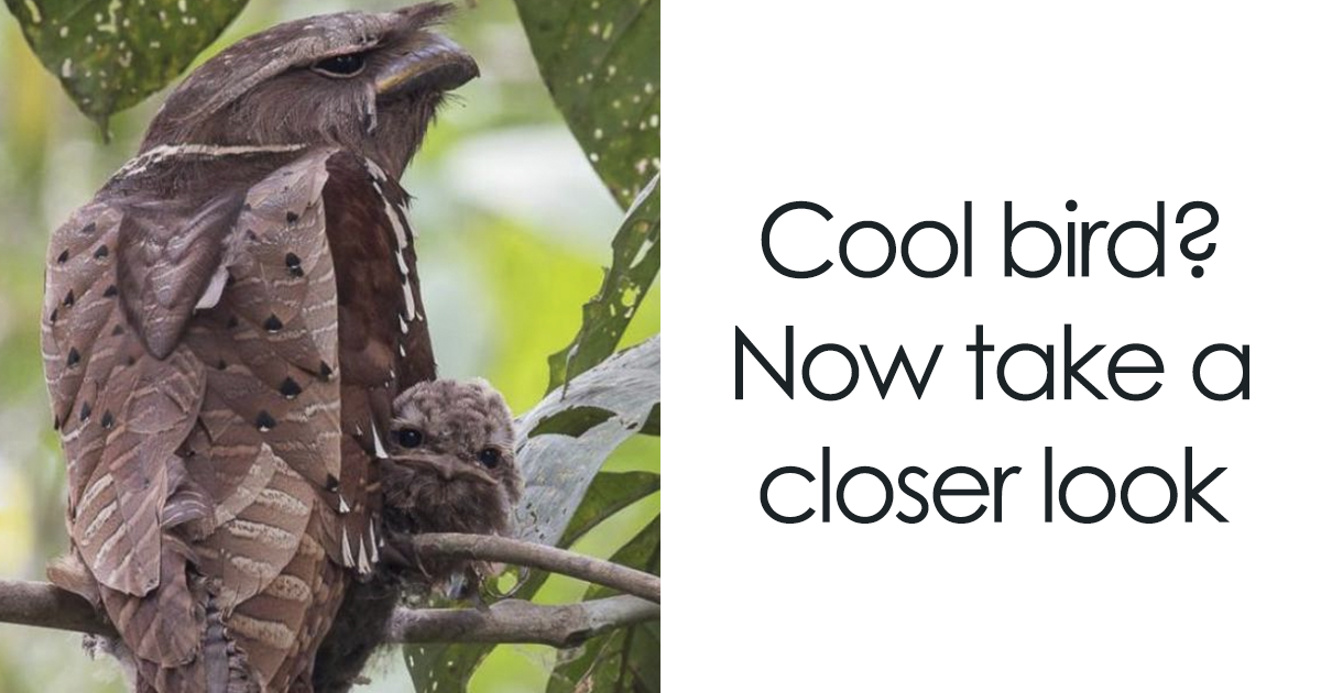 30 Extraordinarily Beautiful Birds You Might Not Have Heard About