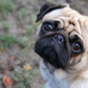 hugotheperson avatar