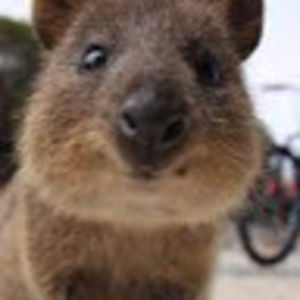 caspienwilliams avatar