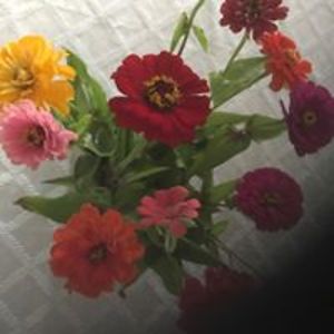 jyotsnakoorapati avatar