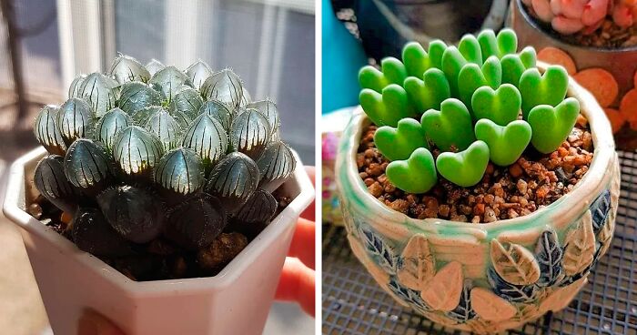 30 Types Of Succulents That Look Like Something Out Of This World