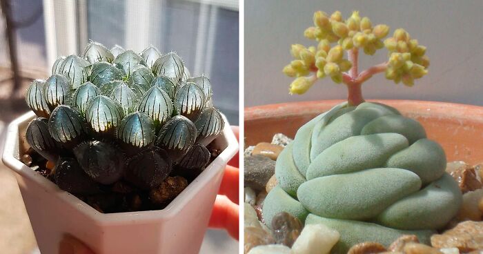 30 Types Of Succulents That Look Like Something Out Of This World