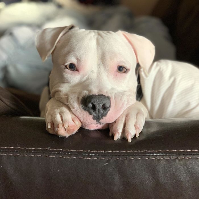 The Cutest Boy Trying To Convince Me Not To Go To Work