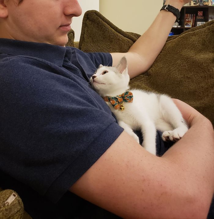 My Kitten Loves His Dad