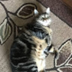 elijahhubinsky avatar