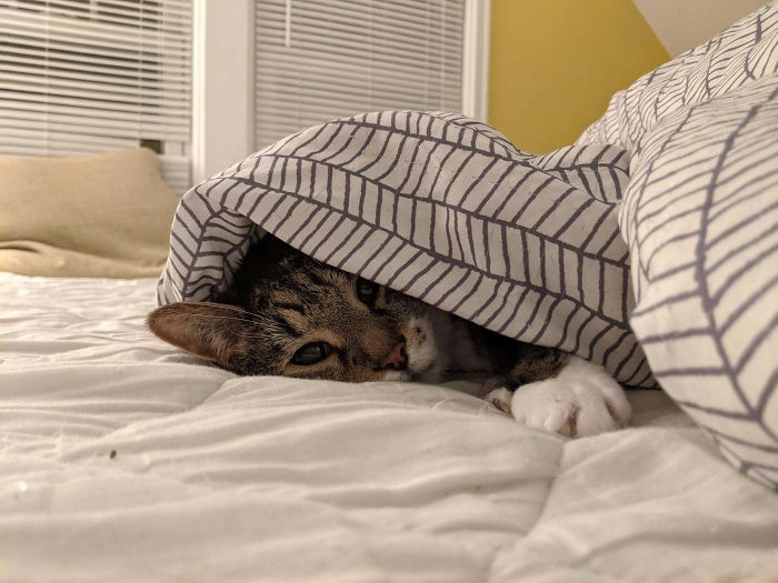 I Was 23 When I Adopted Him. He's 16 And I'm Almost 40. Just The Sweetest Kitty