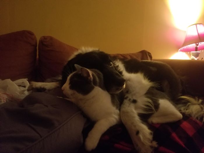 We Adopted A Cat Off The Street About A Year Ago; Safe To Say That The Dog Didn't Mind All Too Much