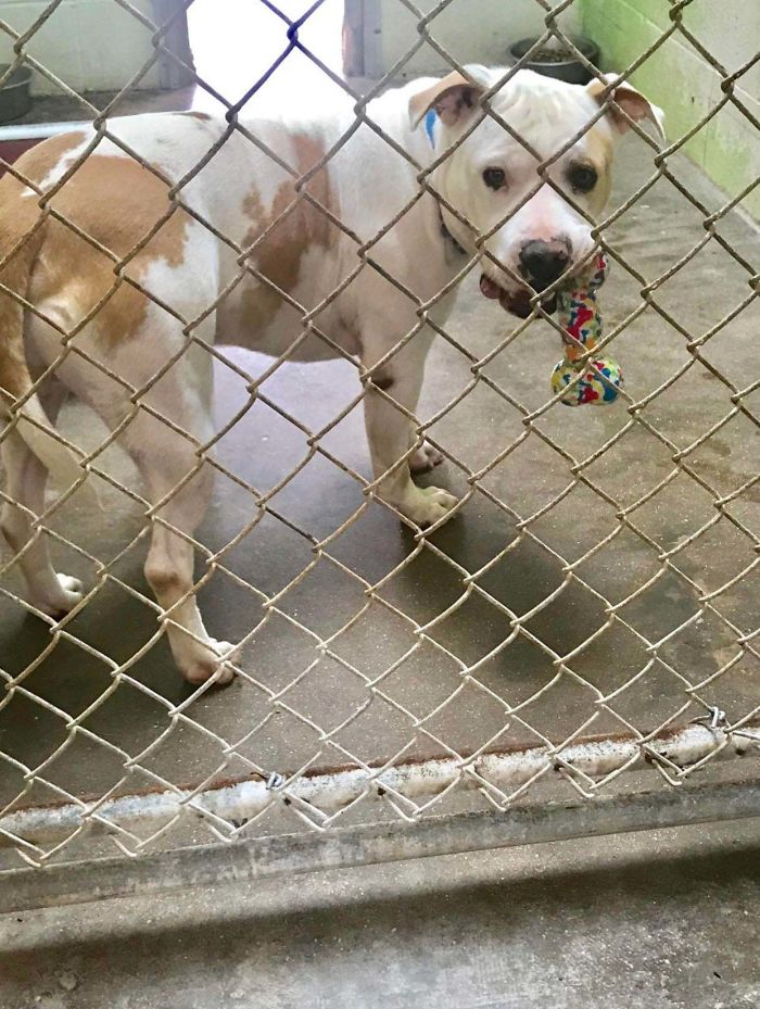 248 Days Ago I Posted This Guy Here Enjoying His Toys. He Was Finally Adopted Today And Left The Shelter!