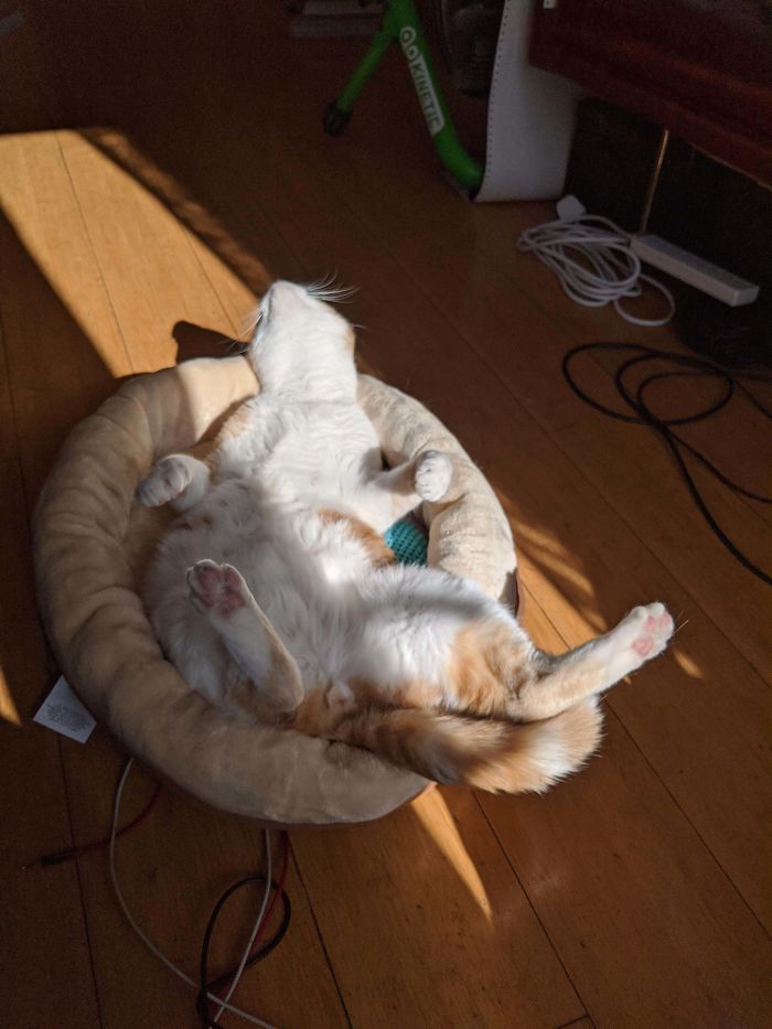 Adopted Him Last Night... Here He Is Today