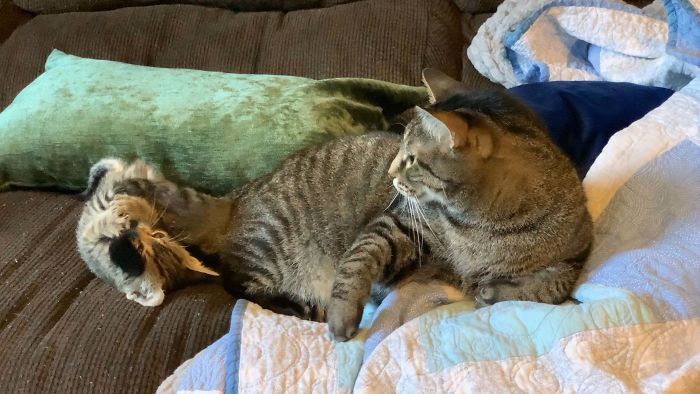 My Older Cat, Frank, Has Adopted A Kitten, Bean, That We Rescued From A CVS Parking Lot...