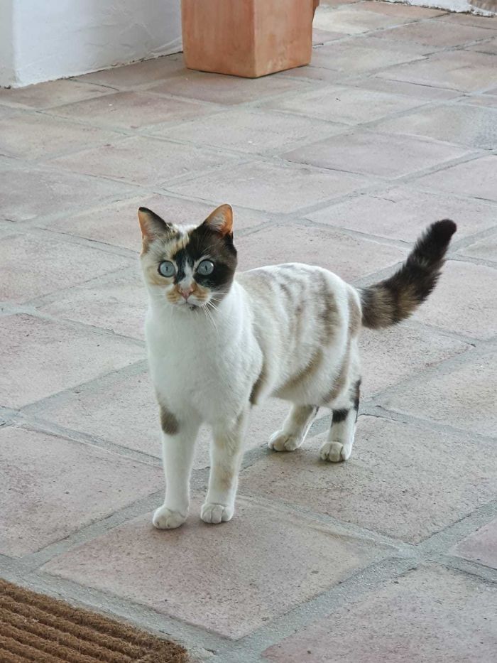 Stray Cat In Our Community Seems To Have Adopted Us. I Now Have Cat Food On My Shopping List 