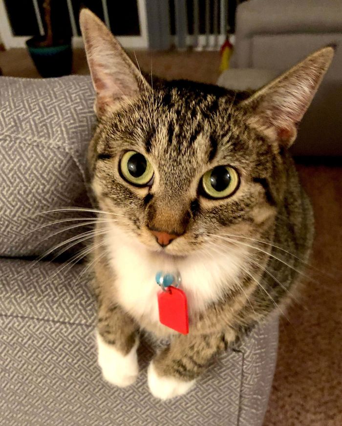 I Adopted My Very First Kitty! Her Name Is Artemis And She’s The Most Polite Cat Ever!