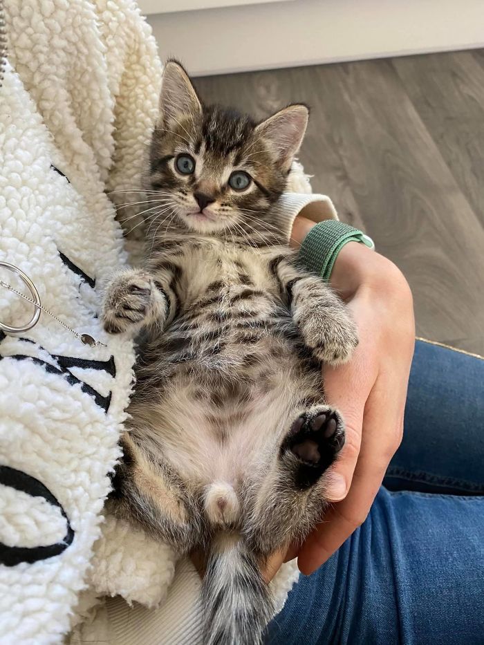 I Was Adopted By A Cat, His Name Is Gino