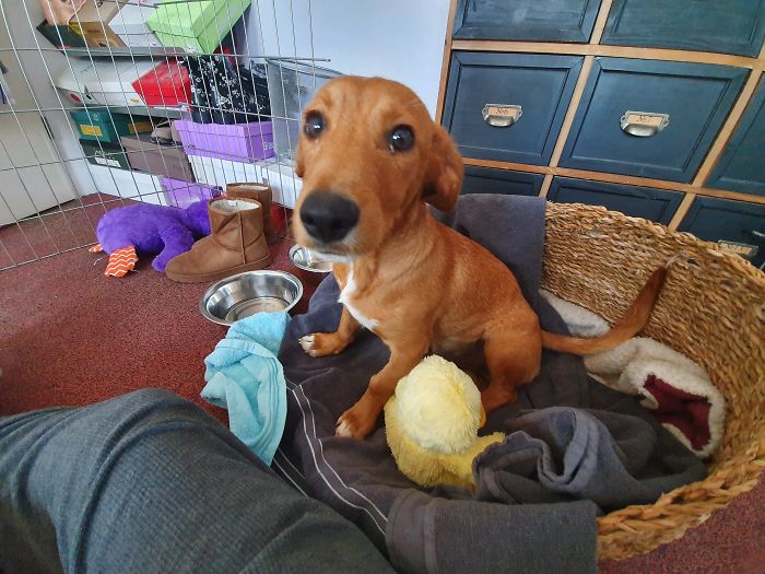 Meet Bowie, 5 Months Old, Just Adopted Him A Few Days Ago!