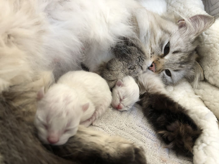 So We Adopted A Cat And Couldn’t Spay Her Until Covid Settled. Well Turns Out She Was Expecting.