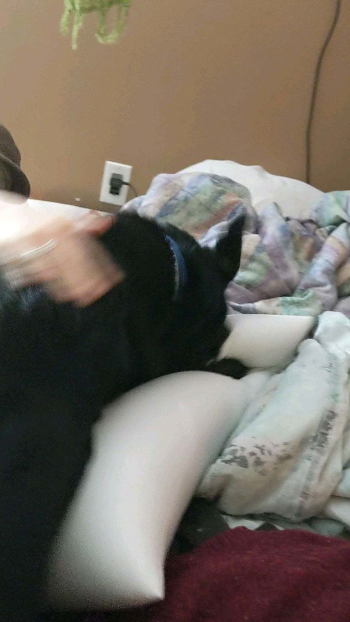 My Dog Discovering Our Bed On His First Day Home After Being Rescued From The Spca