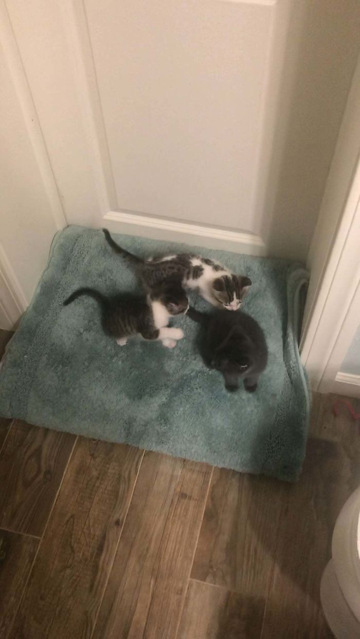 Rescue Kitten Demands Attention