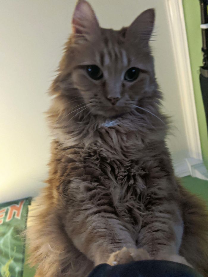 This Is Ankha/Ankh Her Nickname Is Oink. She's A Rescue, And The Sweetest Cat I Know. She's 11 Years Old