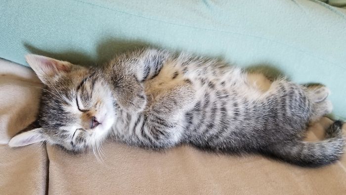 Wife Rescued A Pregnant Barn Cat So The Kittens Wouldn't Go Feral. Found Homes For All Of Them, But We're Keeping This Guy. Meet Arthur