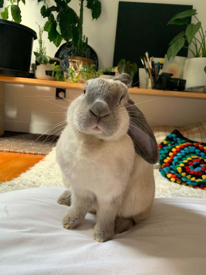 Tofu Wanted To Say Hello, He Was A Rescue Bunny And Has Finally Started Licking His Humans And Asking For Cuddles After Lots Of Patience And Trust Building