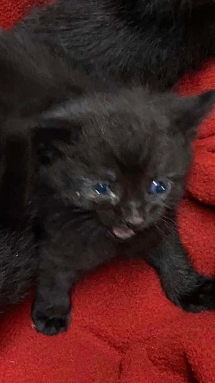 Rescued A Sad Kitty Dumped Nearby Parking Lot