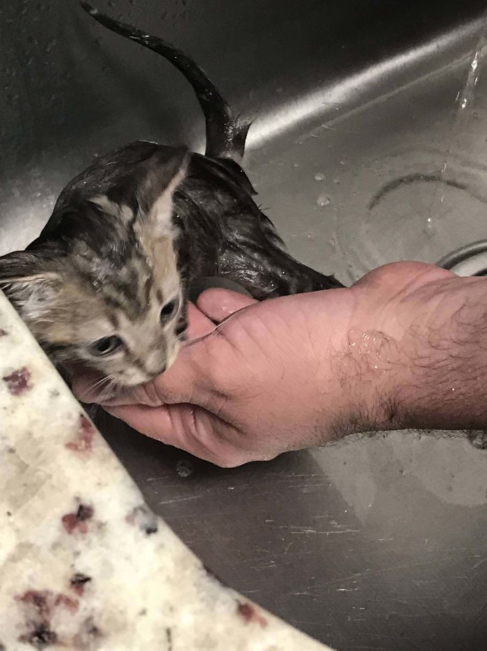 Little Mimi Getting A Bath. Rescued And Checked Out This Morning Thanks To My Wonderful Boyfriend!