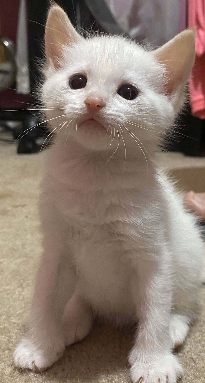 Love This Little Kitten From Mama Cat We Rescued A Month Ago !